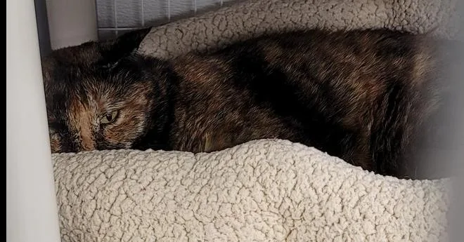A senior large-sized female Tortoiseshell Domestic Short Hair cat named Savannah for adoption in Fort Walton Beach, FL