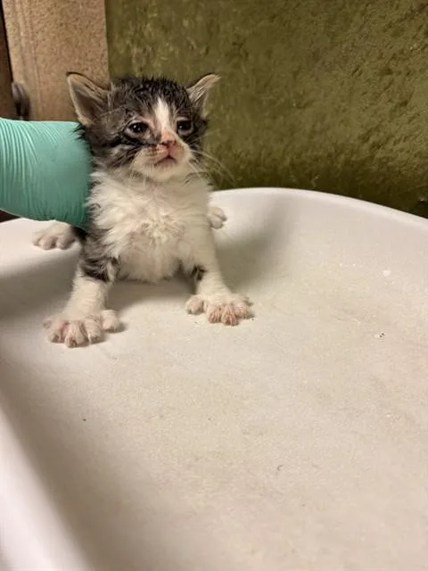 A baby small-sized male Domestic Short Hair cat named Copper for adoption in Riverside, CA