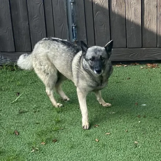 An adult medium-sized female Yellow / Tan / Blond / Fawn Norwegian Elkhound dog named Livvie for adoption in LOXAHATCHEE, FL