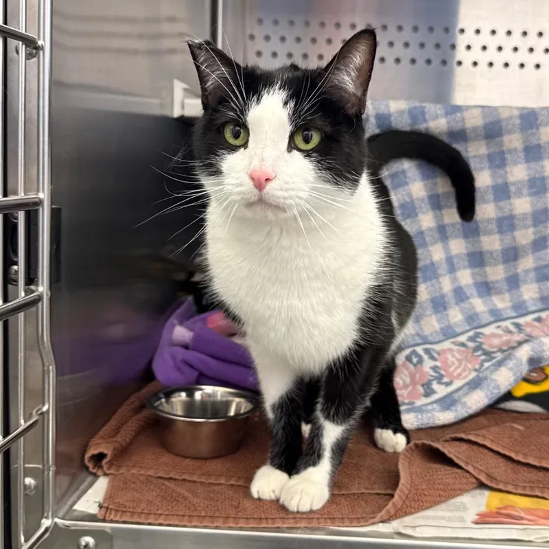 An adult medium-sized male Black Domestic Short Hair cat named Sylvester for adoption in Pittsburgh, PA