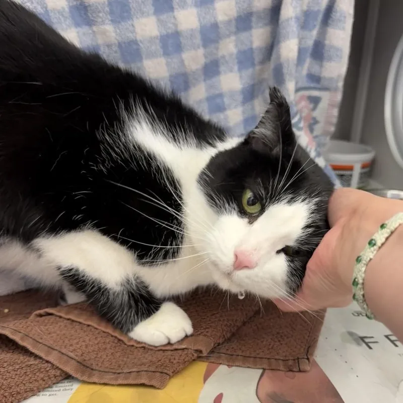 Sylvester thumbnail 3