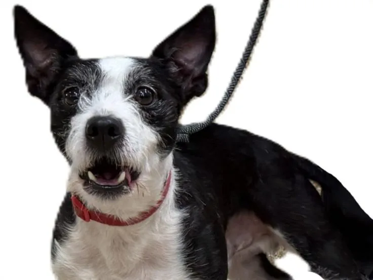 An adult small-sized male Mixed Breed dog named Oakley for adoption in Los Angeles, CA