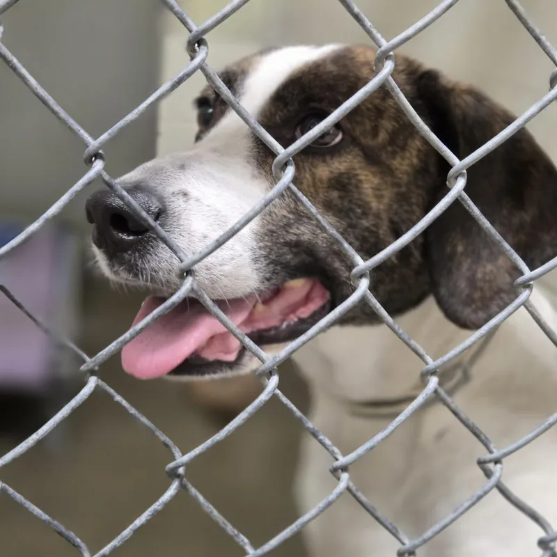 An adult medium-sized female Brindle Pit Bull Terrier dog named Blu for adoption in Pittsford, VT