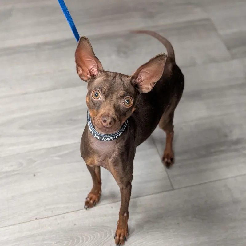 A young small-sized male Brown / Chocolate Miniature Pinscher dog named Dobby for adoption in Staten Island, NY