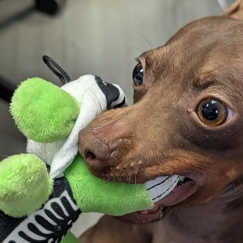 Dobby thumbnail 2