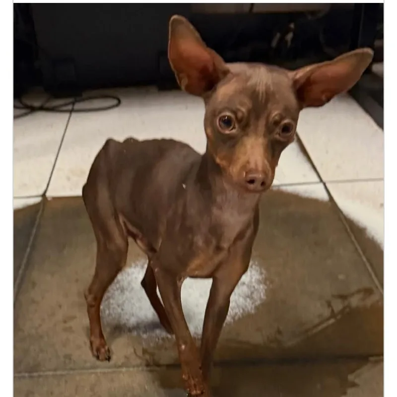 Dobby thumbnail 3