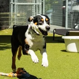 An adult medium-sized female Tricolor (Brown, Black, & White) Australian Cattle Dog / Blue Heeler dog named Xena for adoption in Santa Cruz, CA