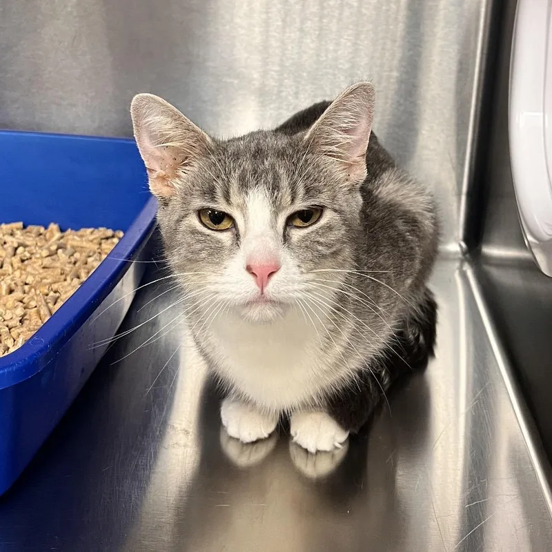 An adult medium-sized female Gray / Blue / Silver Domestic Short Hair cat named Sgaeyl for adoption in Mentor, OH