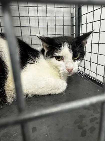 An adult small-sized female Domestic Short Hair cat named Crossword for adoption in Sevierville, TN