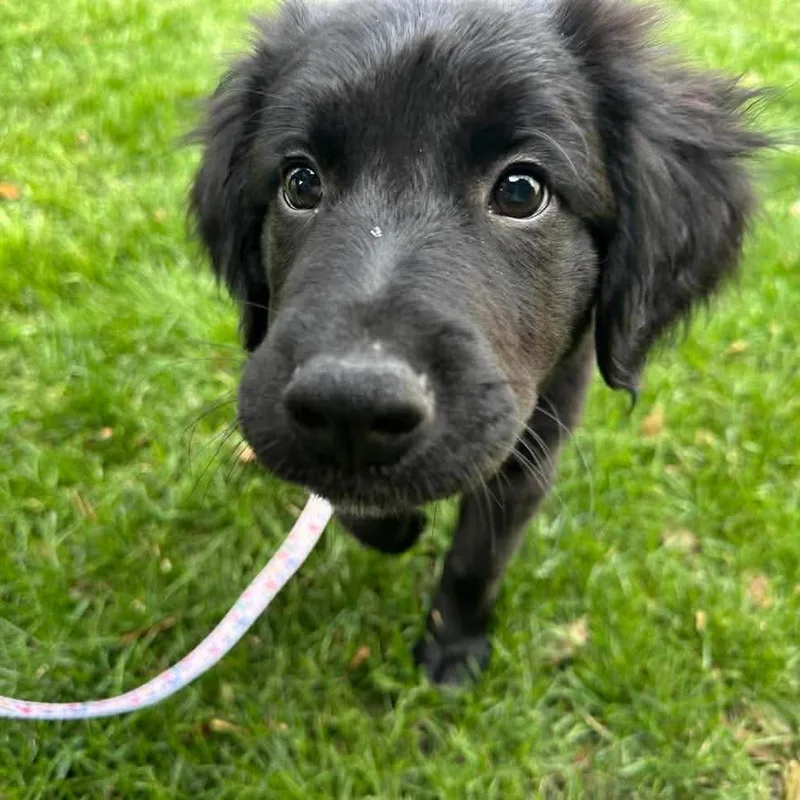 A baby small-sized male Black Golden Retriever dog named Luigi for adoption in Fredericksburg, VA