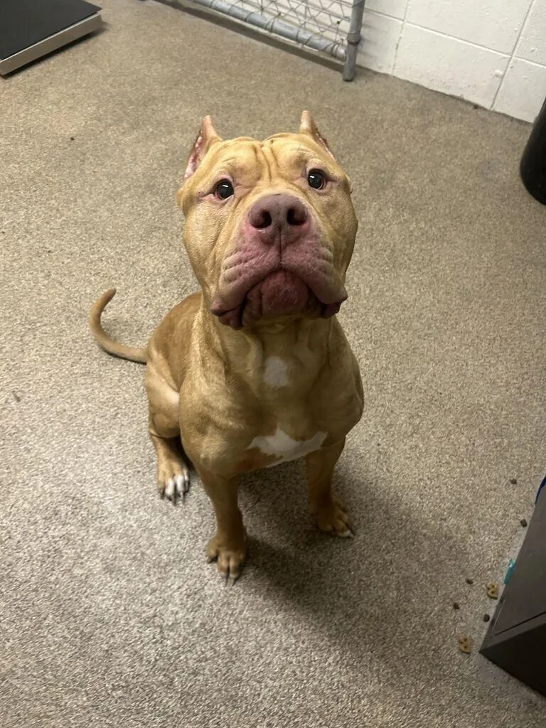 An adult medium-sized male Yellow / Tan / Blond / Fawn American Bulldog dog named Buddy for adoption in Fruit Heights, UT