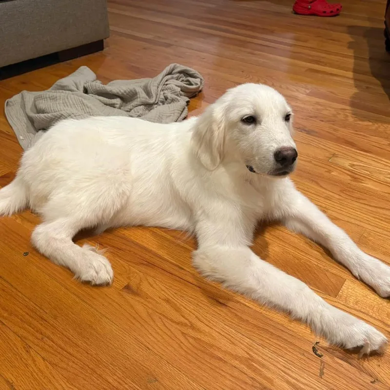 A young medium-sized male Great Pyrenees dog named Sirius for adoption in Raleigh, NC