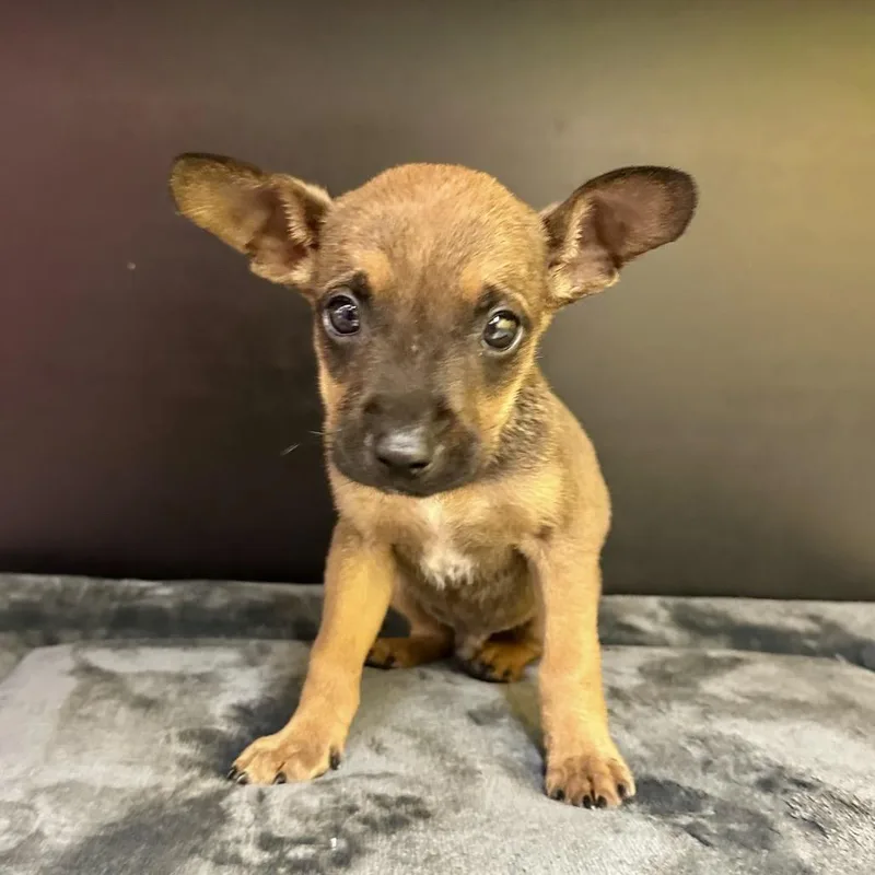 A baby small-sized male Brown / Chocolate Chihuahua dog named Jon for adoption in Cedar Park, TX
