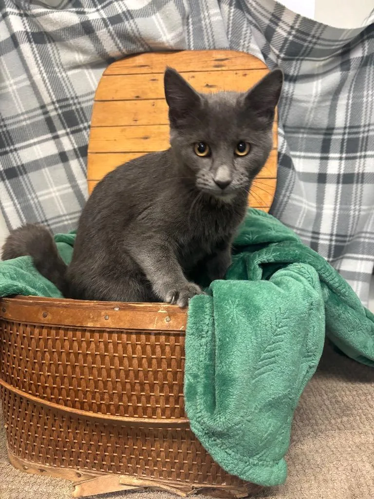A baby medium-sized female Domestic Short Hair cat named Glinda for adoption in Algona, IA