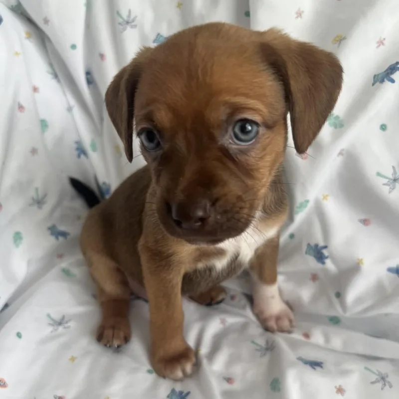 A baby small-sized female Brown / Chocolate Mixed Breed dog named Coming Soon  Strudel for adoption in Goodlettsville, TN
