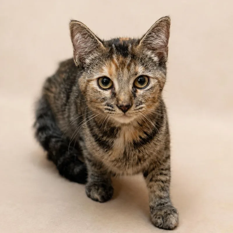 A young small-sized female Torbie Domestic Short Hair cat named Spades for adoption in Hopewell, VA