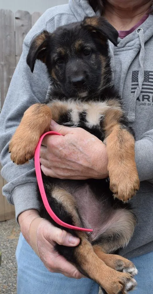 Puppy Cinder