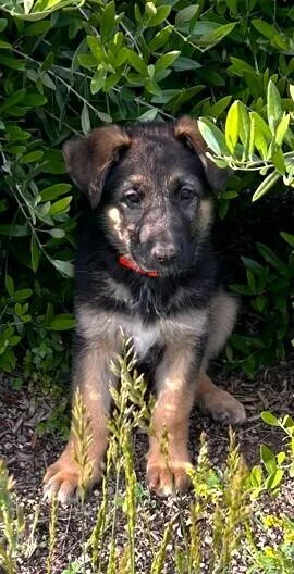 Puppy Cinder thumbnail 2