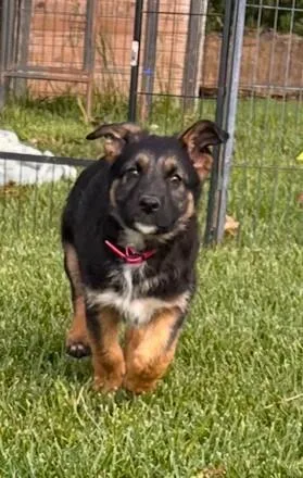 Puppy Cinder thumbnail 4