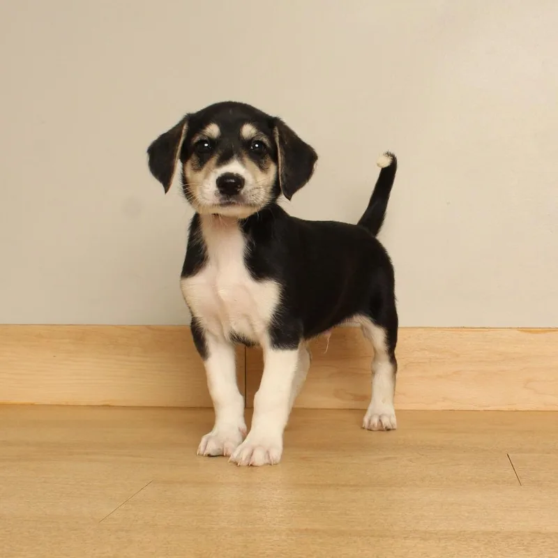 A baby medium-sized male Black Airedale Terrier dog named Kane D for adoption in Minnetonka, MN