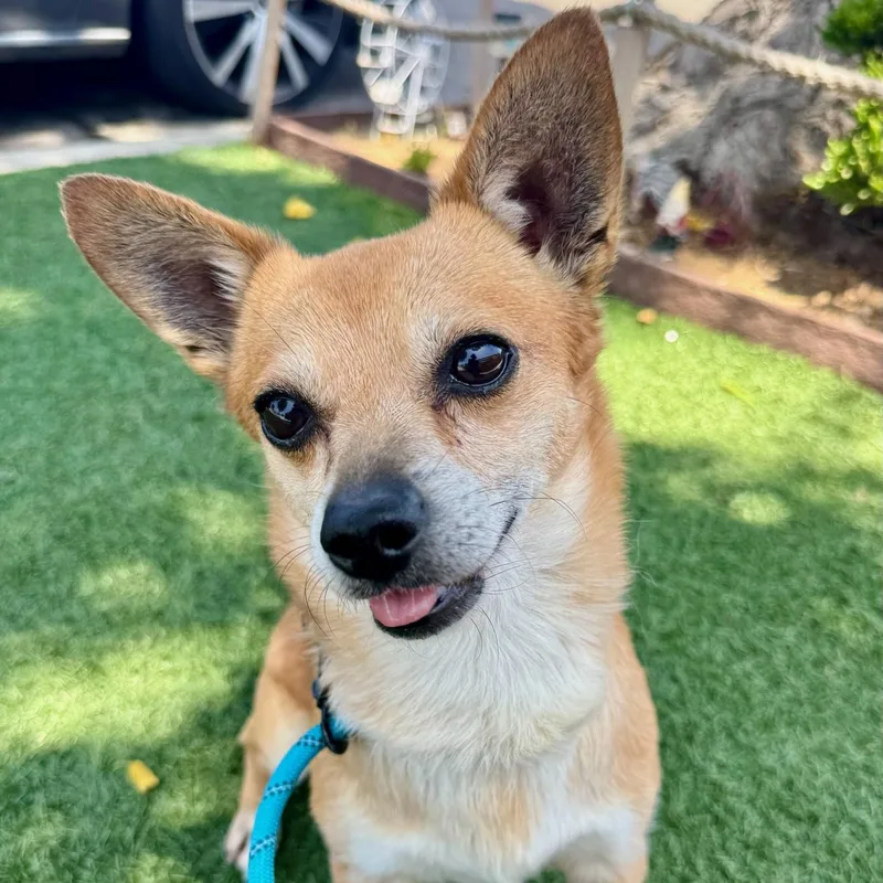 Billy Bob thumbnail 4