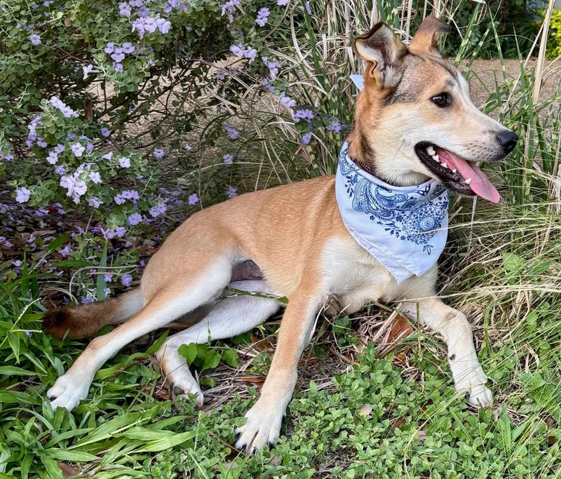 Dahlia  What A thumbnail 4