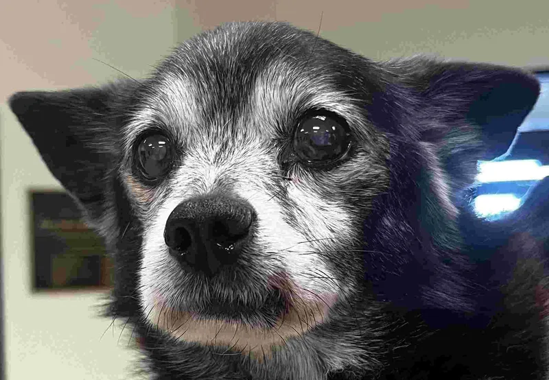 A senior small-sized male Black Chihuahua dog named Gucci for adoption in New Castle, IN