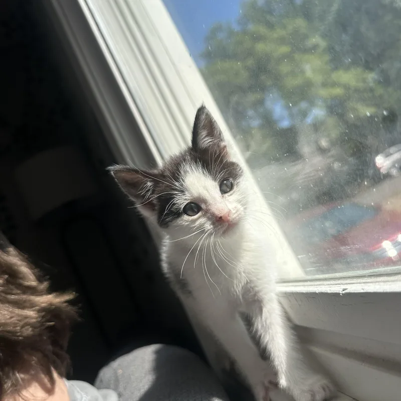 A baby medium-sized male Tabby (Orange / Red) Domestic Short Hair cat named Stafford And Bull for adoption in Columbia, SC