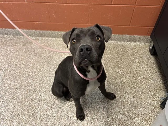 An adult large-sized female Pit Bull Terrier dog named Sid for adoption in Pueblo, CO