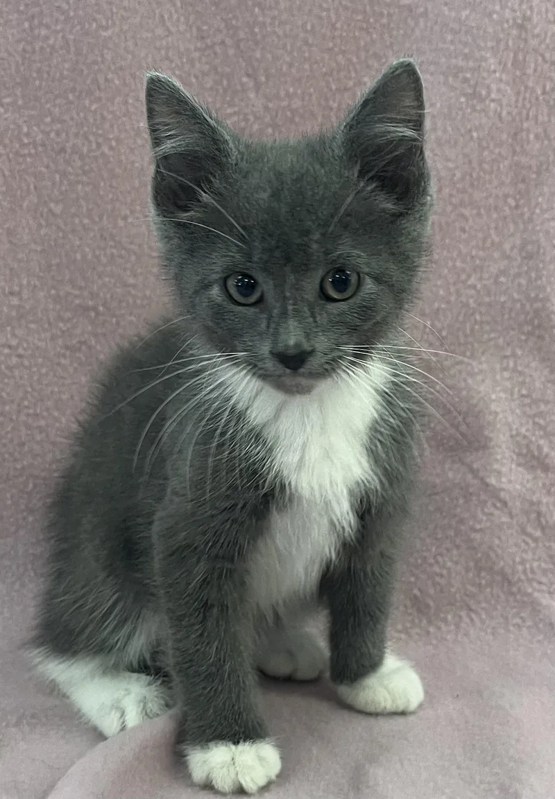 A baby medium-sized male Gray & White Domestic Short Hair cat named Sage for adoption in Buffalo, MN