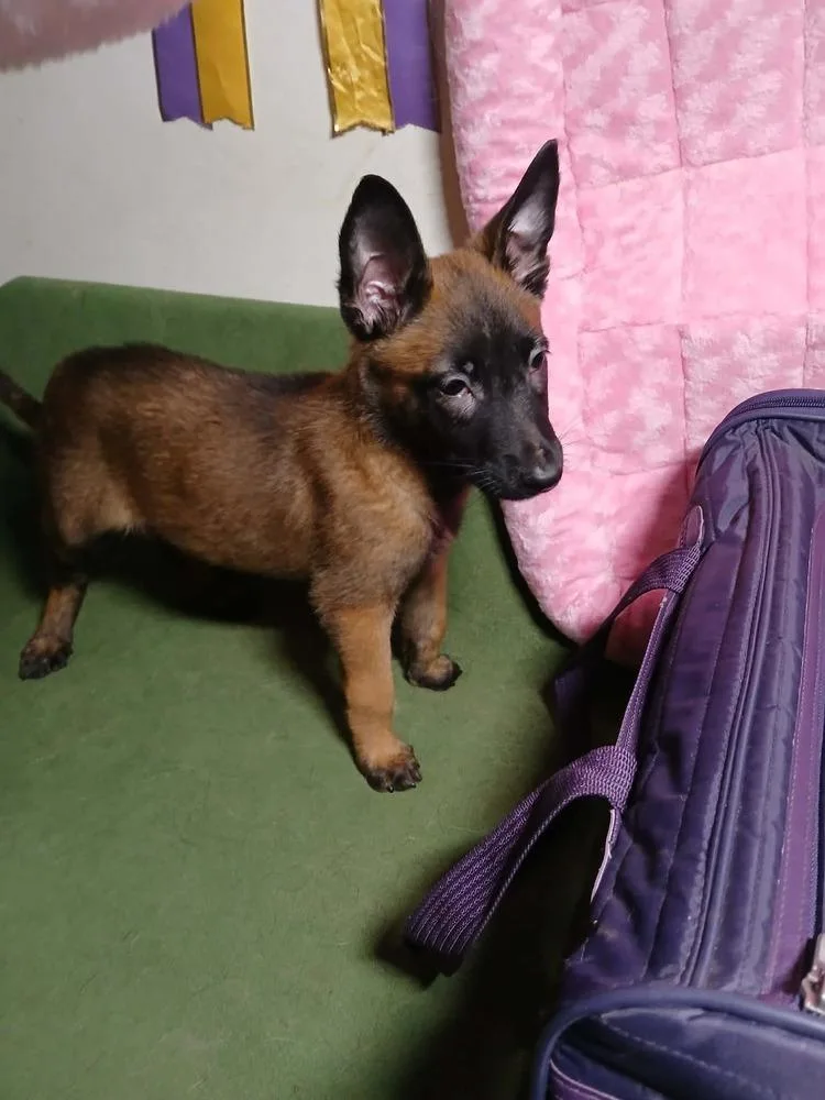 A baby small-sized female German Shepherd Dog dog named Cricket for adoption in Suamico, WI