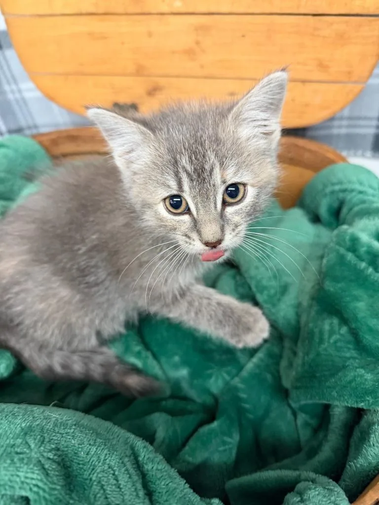 A baby small-sized female Domestic Short Hair cat named Sarafina for adoption in Algona, IA