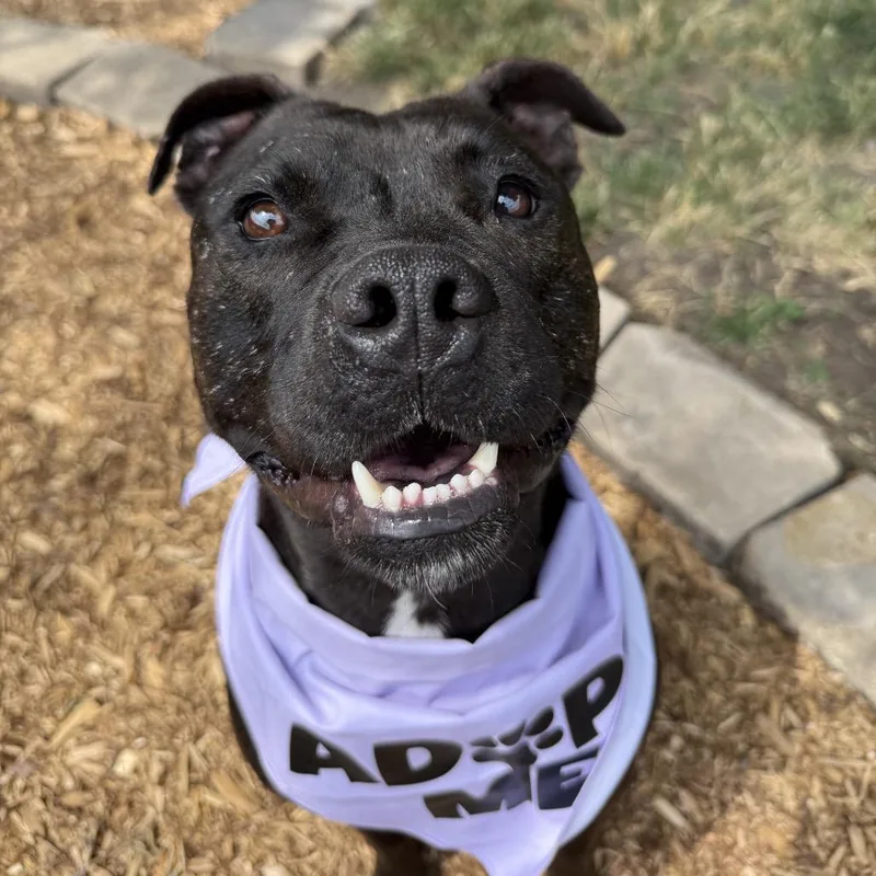 An adult medium-sized female Black Mixed Breed dog named Zinni for adoption in Bismarck, ND