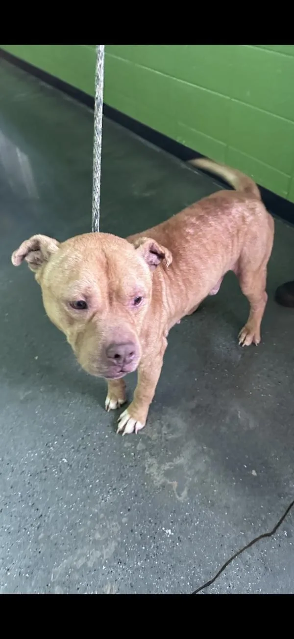 Pen  Wynn thumbnail 2