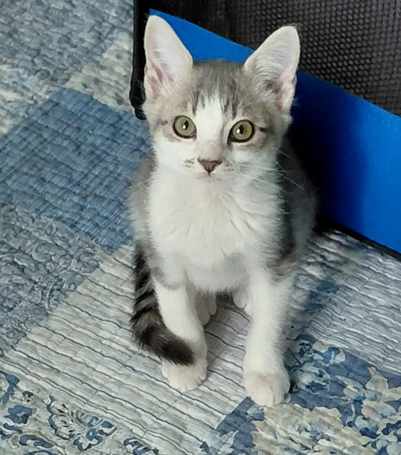 Jasper