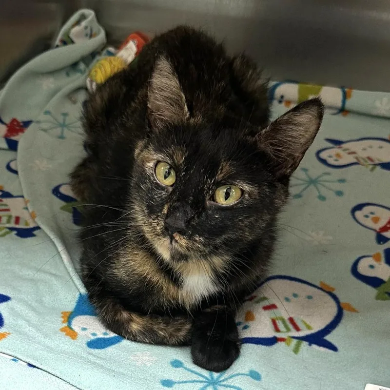 A young medium-sized female Tortoiseshell Domestic Short Hair cat named Reina for adoption in Naperville, IL