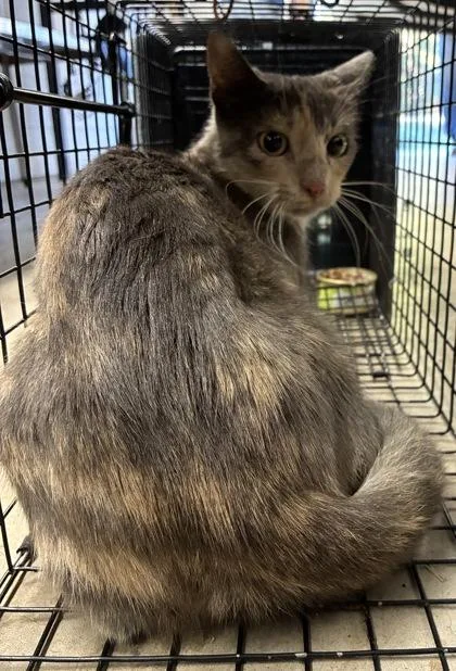An adult medium-sized female Domestic Short Hair cat named Dodge for adoption in Gainesville, FL