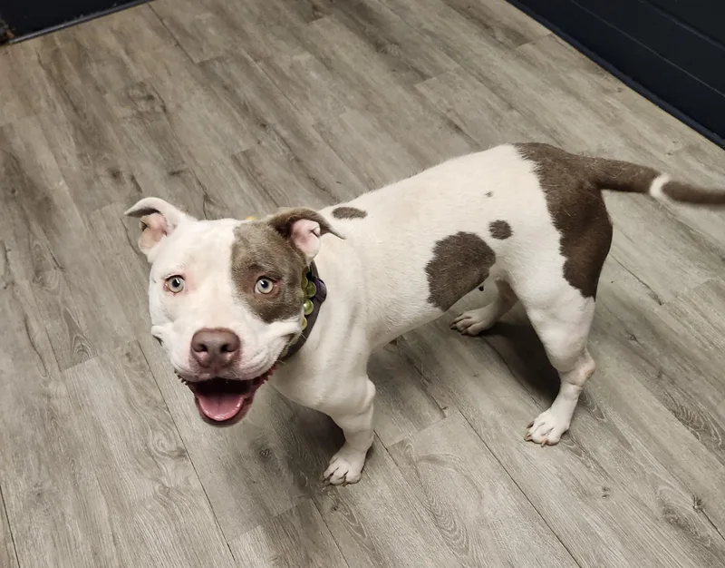 An adult medium-sized female White / Cream Pit Bull Terrier dog named Dim Sum for adoption in Mansfield, OH