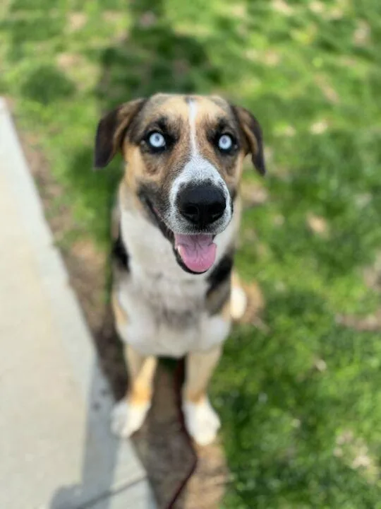 An adult medium-sized male Brown / Chocolate Husky dog named Cain for adoption in Elmsford, NY