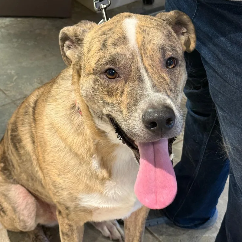 An adult large-sized male Mixed Breed dog named Boog for adoption in Park City, UT