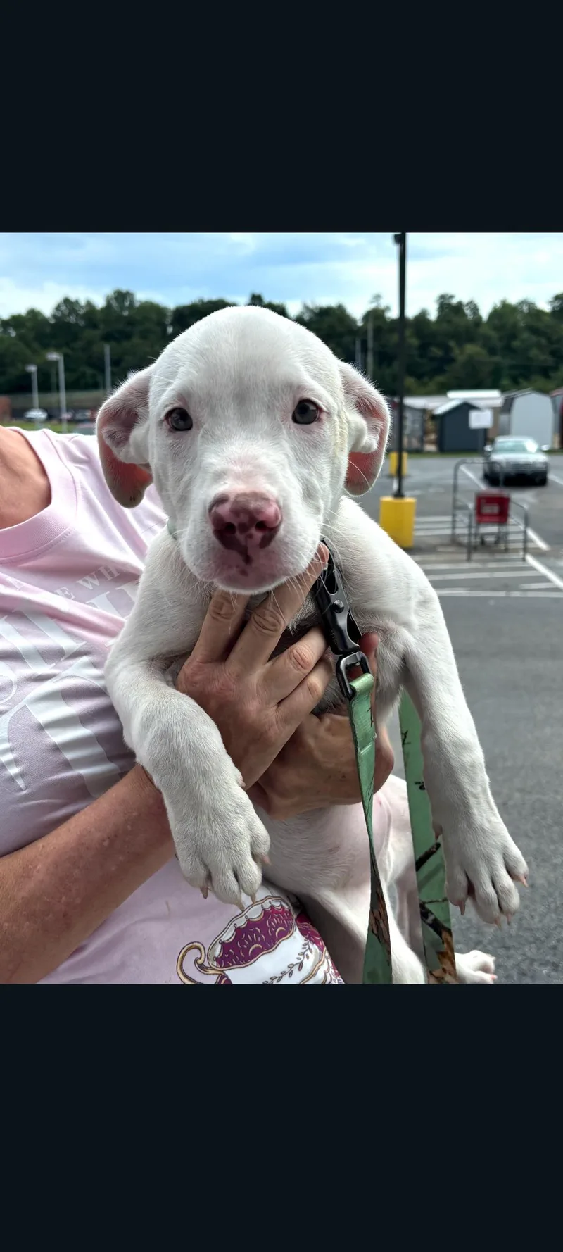 A baby medium-sized male White / Cream Pit Bull Terrier dog named Tai for adoption in Lewis Center, OH