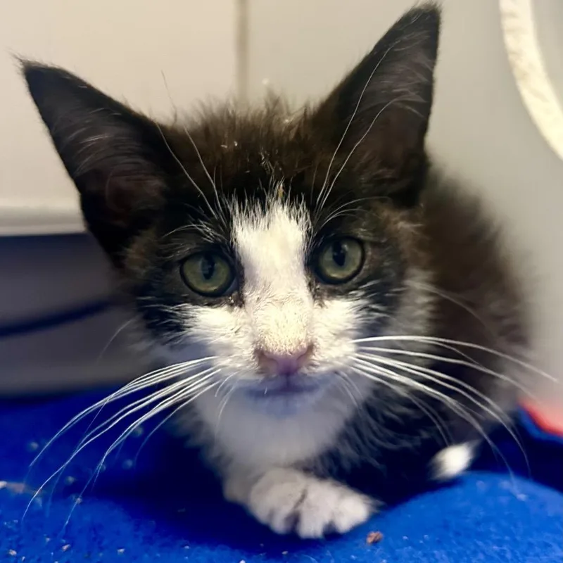 A baby small-sized male Black Domestic Short Hair cat named Richard for adoption in St Joseph, MO