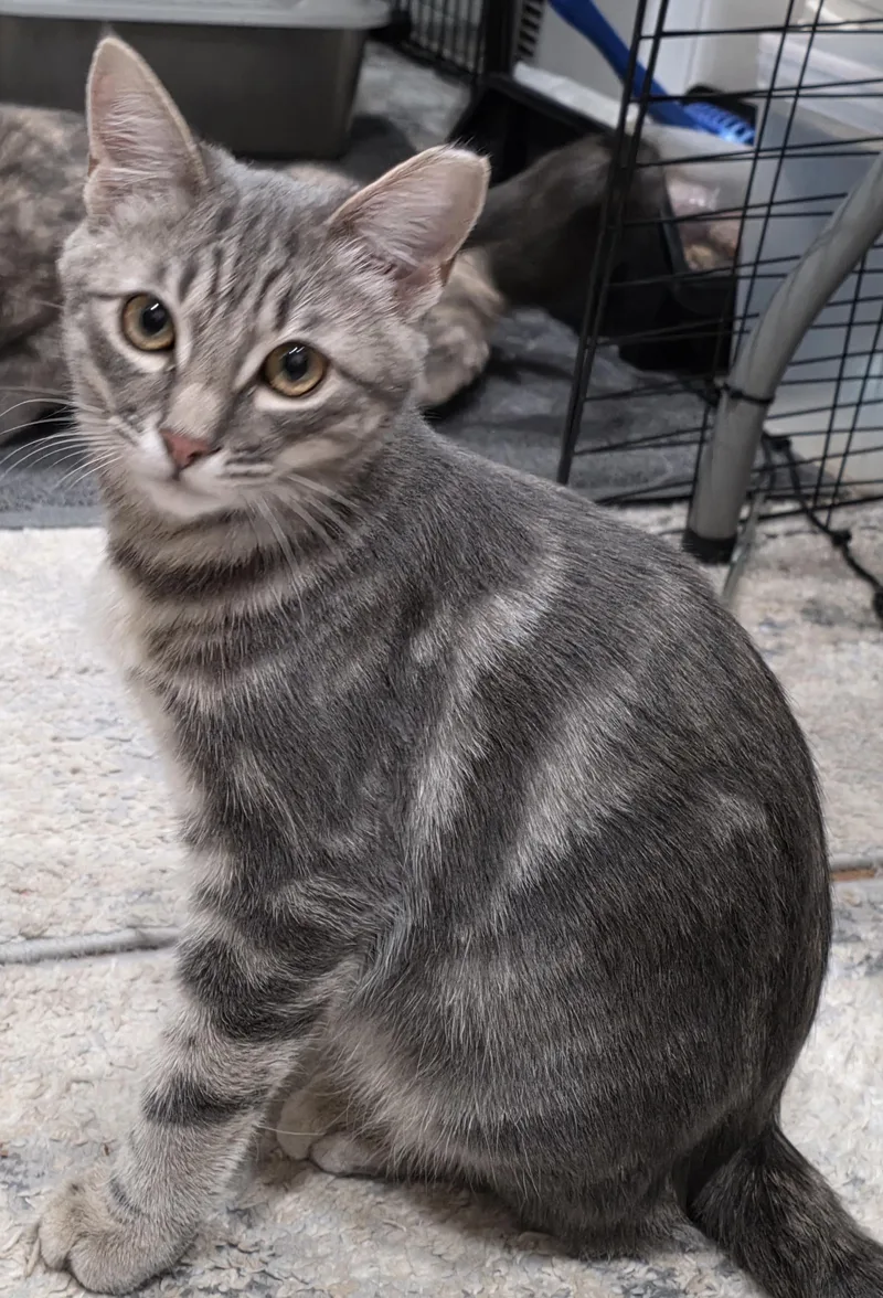 A baby medium-sized male Domestic Short Hair cat named Nico for adoption in San Jose, CA