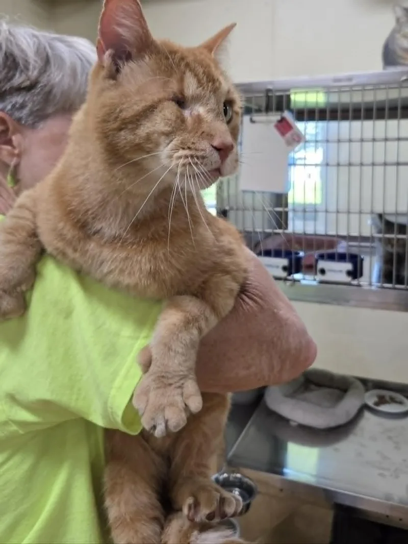An adult medium-sized male Orange / Red Tiger cat named Winkie for adoption in Austin, MN