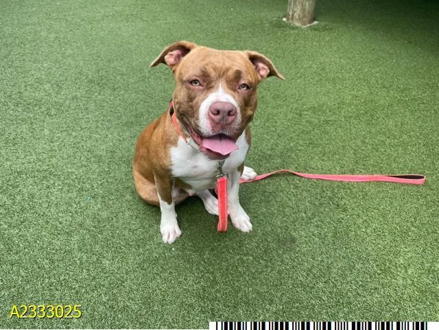 An adult large-sized female Mixed Breed dog named Peach for adoption in West Palm Beach, FL