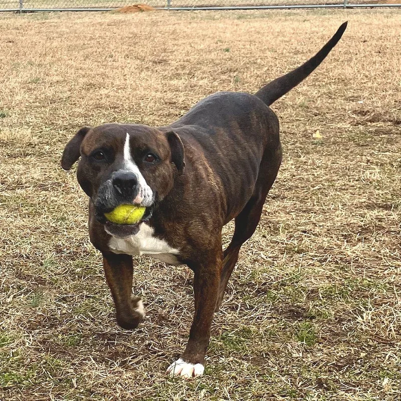 Beef Patty thumbnail 2