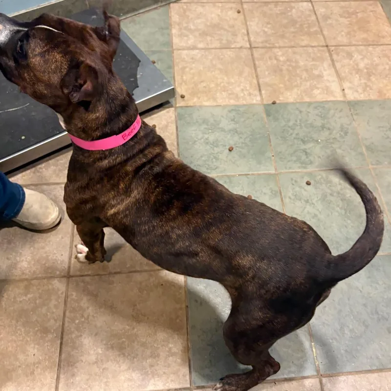 Beef Patty thumbnail 3