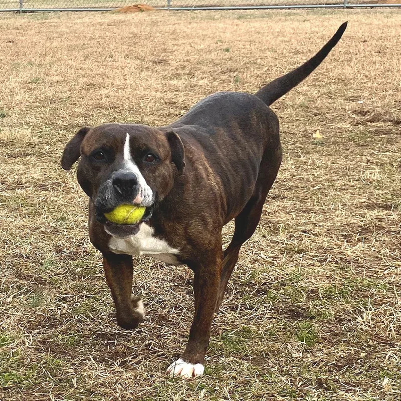 Beef Patty thumbnail 4