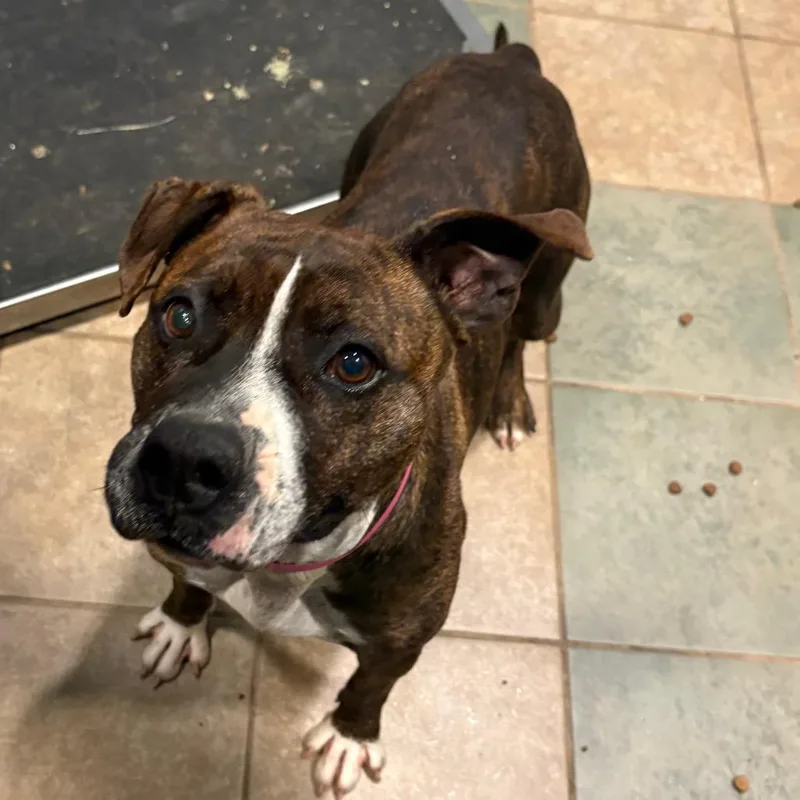 Beef Patty thumbnail 5