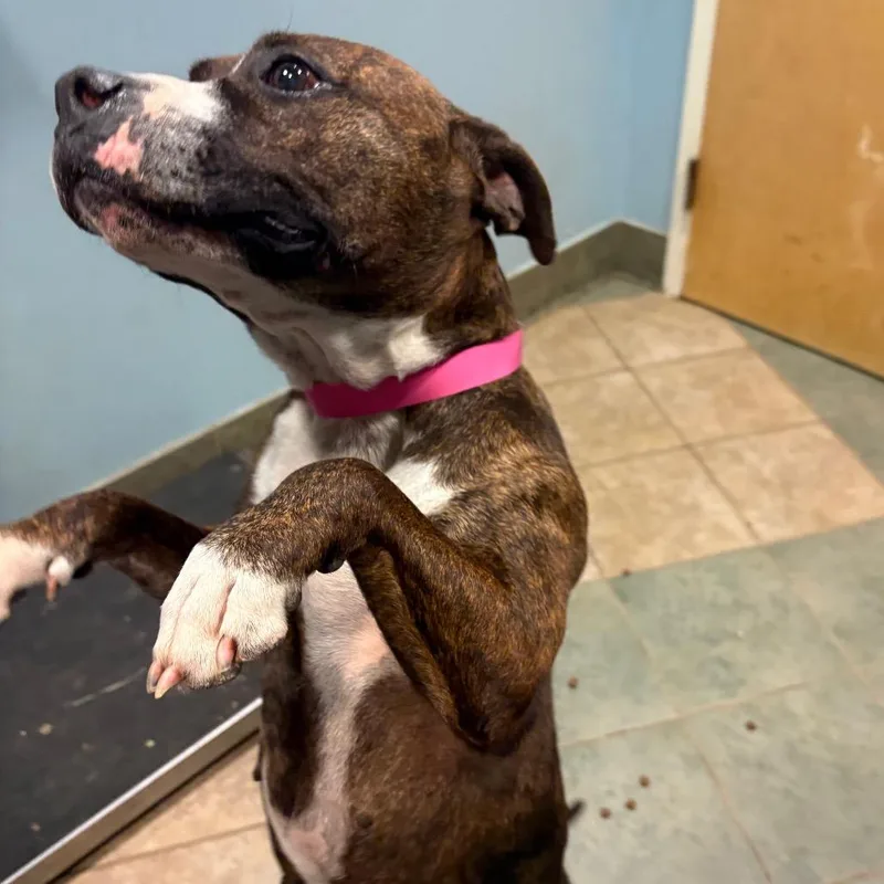 Beef Patty thumbnail 6